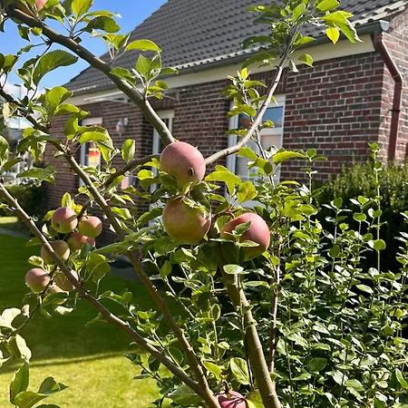 Huus-appelboom