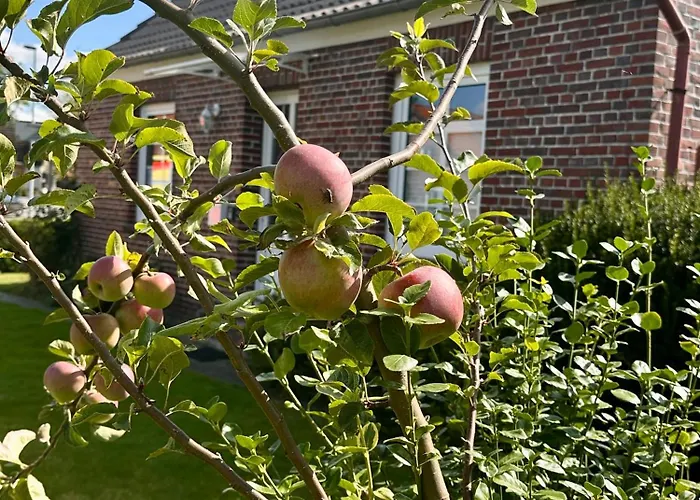 Huus-appelboom